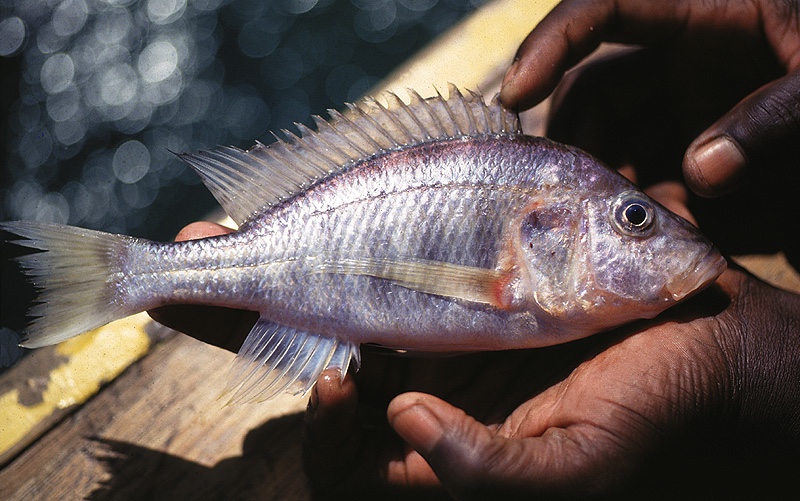 Alticorpus mentale 'Narungu'